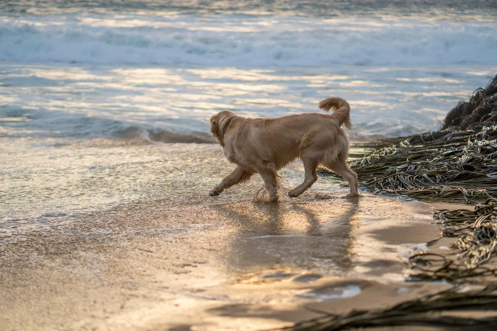 Cidades Pet Friendly em Santa Catarina: As Melhores para Quem Tem Cachorro